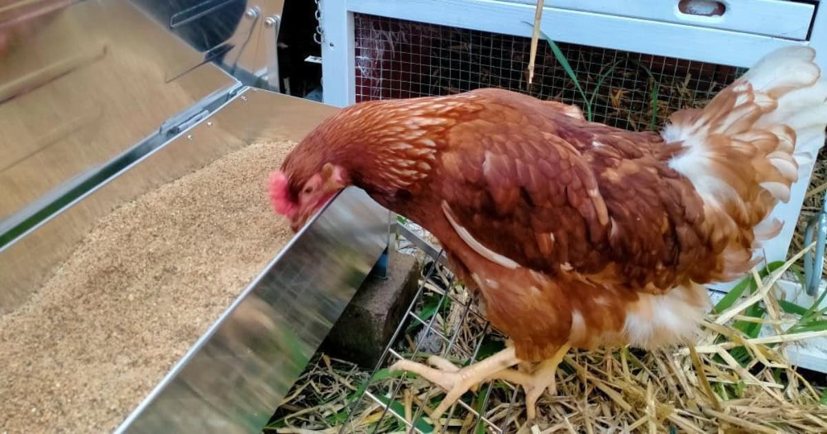 automatic feeder with feed