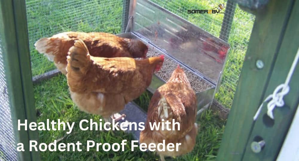Healthy Chickens with a Rodent Proof Feeder