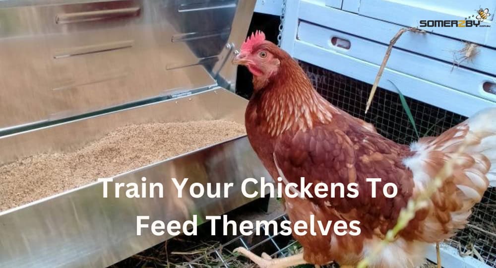Train Your Chickens To Feed Themselves