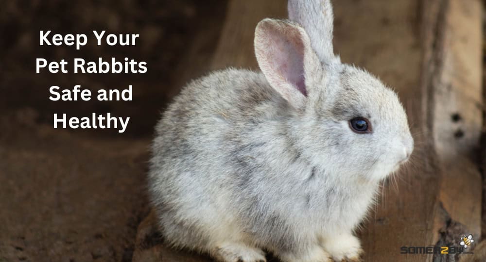 Keep Your Pet Rabbits Safe and Healthy