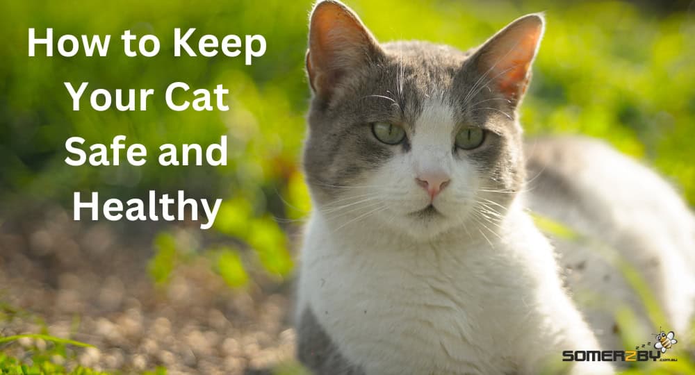 How to Keep Your Cat Safe and Healthy