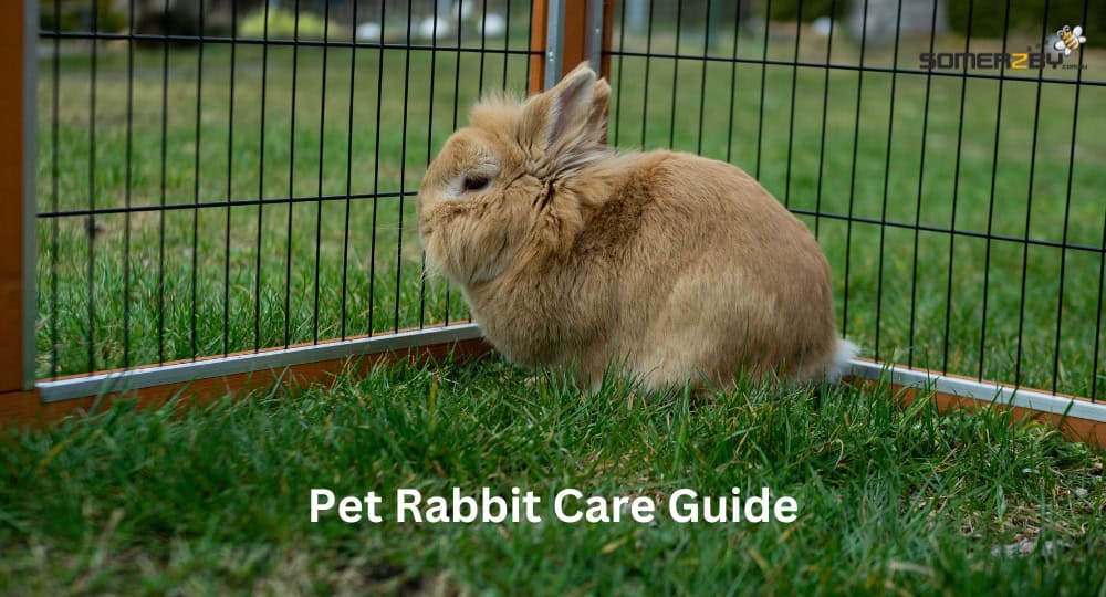 Pet Rabbit Care Guide