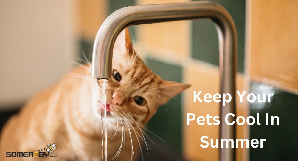 Keep your pets cool in summer