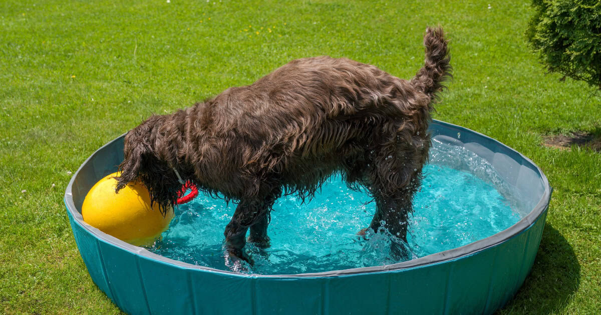 dog cat paddling pool