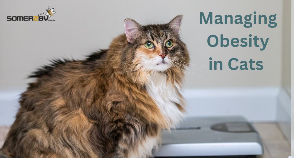 Managing Obesity in Cats