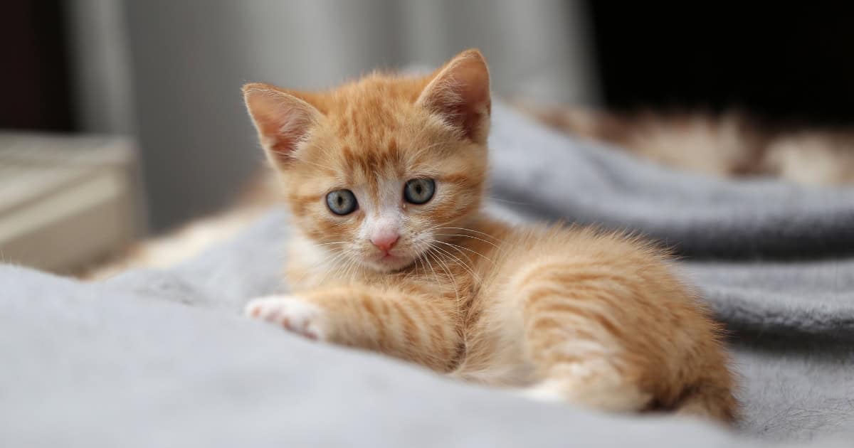 Tips to Care for a New Cat or Kitten