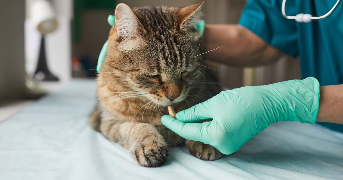 HOW TO GIVE A CAT A PILL