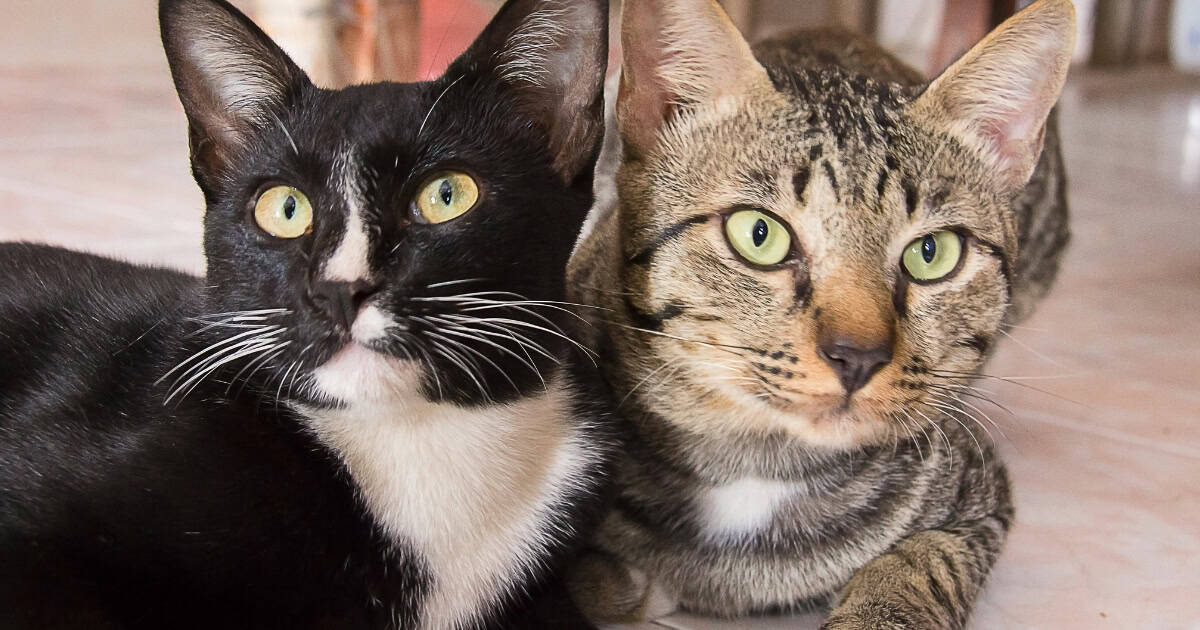 HOW TO INTRODUCE CATS (TO EACH OTHER)