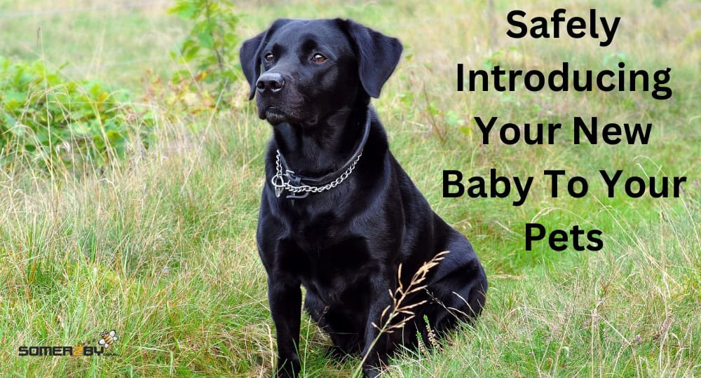 Safely Introducing your new baby to your pets