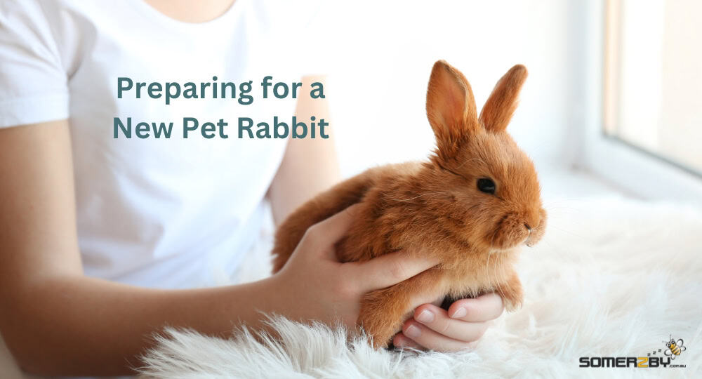 Preparing for a New Pet Rabbit