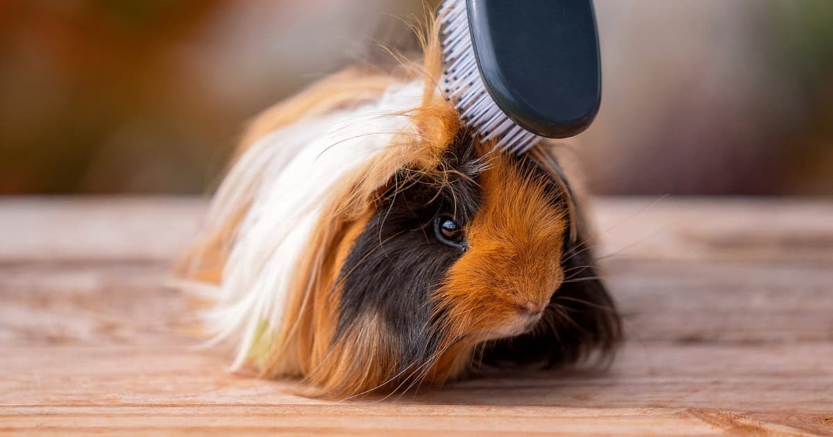 Brushing a Silky Guinea Pig