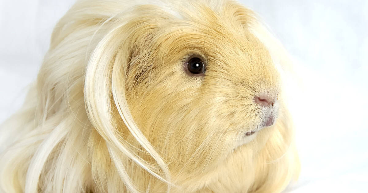 Silkie Guinea Pig Breed