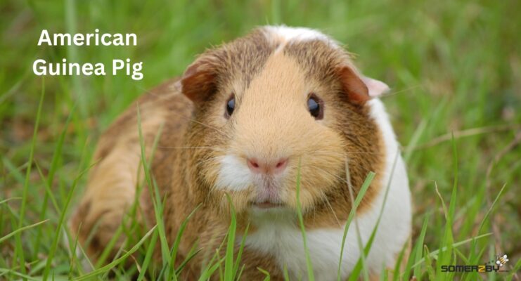 American Guinea Pigs