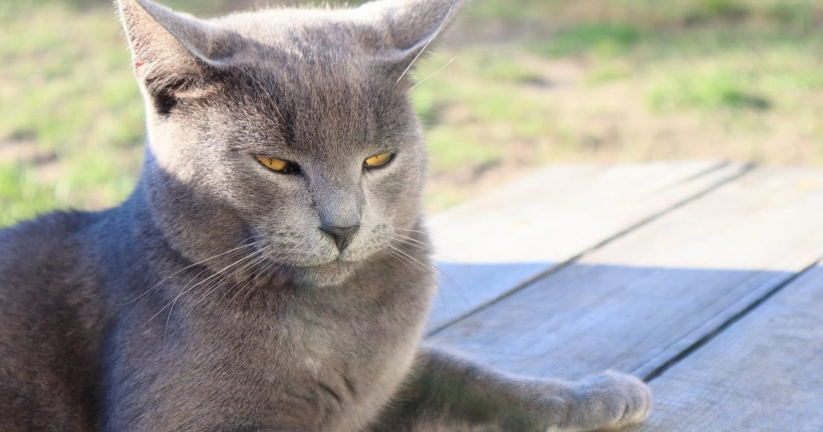 British Shorthair Cat