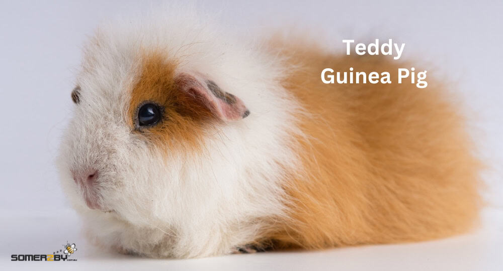 Teddy Guinea Pig