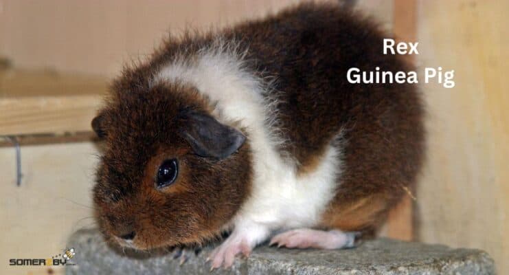 Rex Guinea Pig bareed spotlight