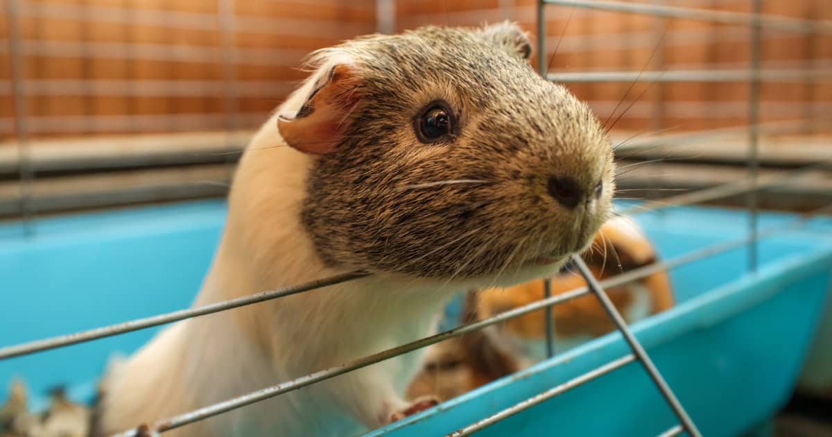 Guinea pig in an indoor cage
