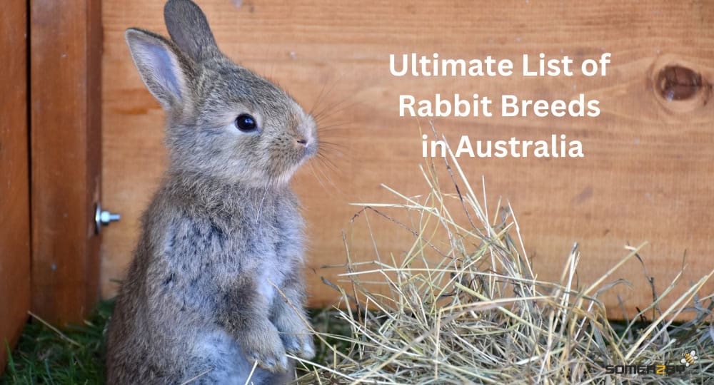 Ultimate List of Rabbit Breeds in Australia