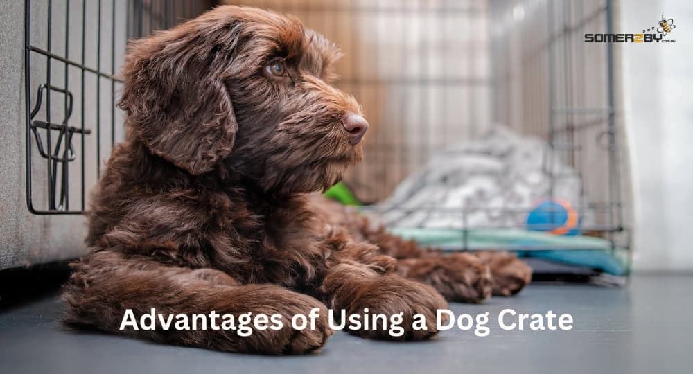 Advantages of Using a Dog Crate