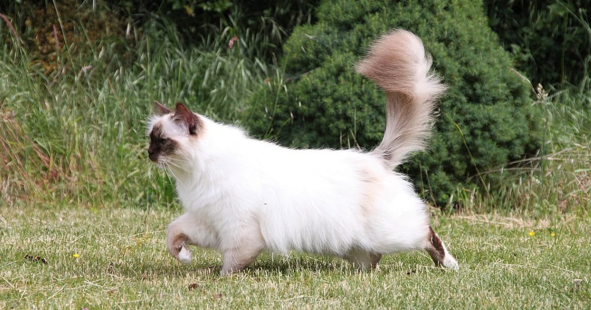 Birman Cat Breed