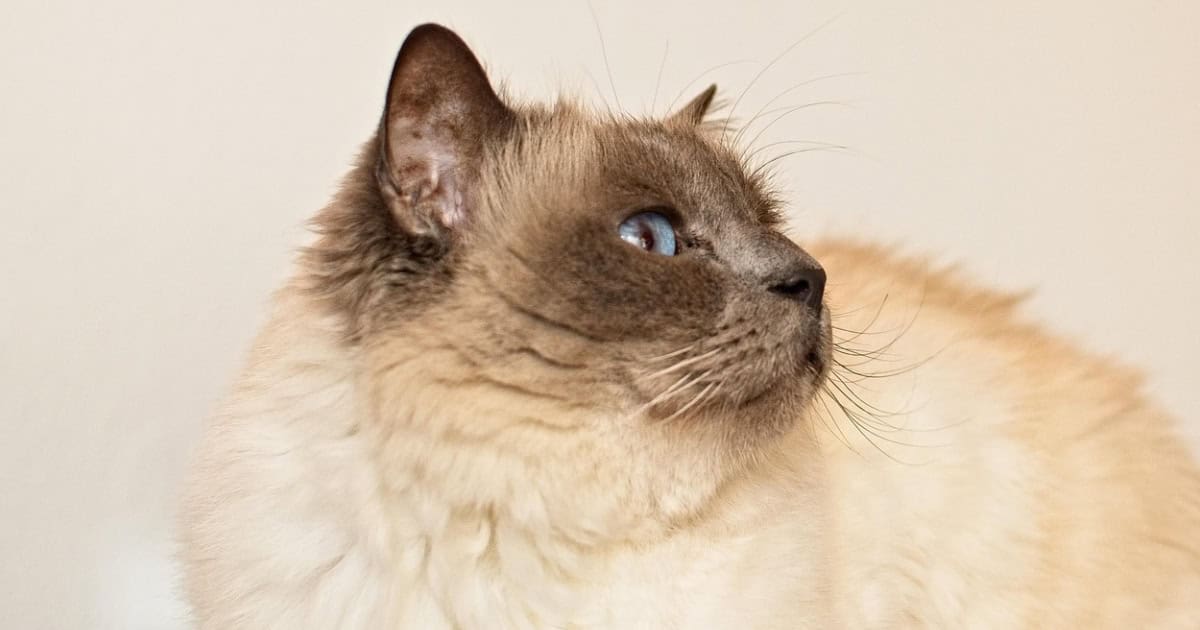 Birman Cat Breeder