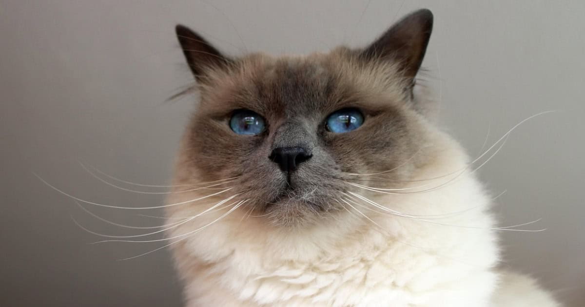 Birman
