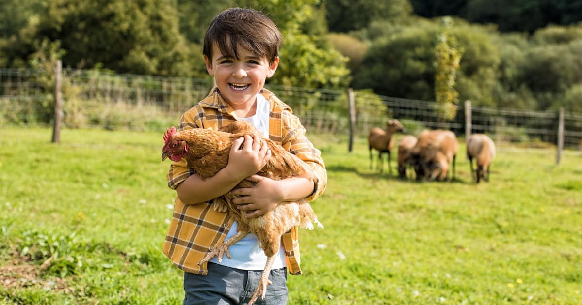 Chickens Are Fantastic First Pets