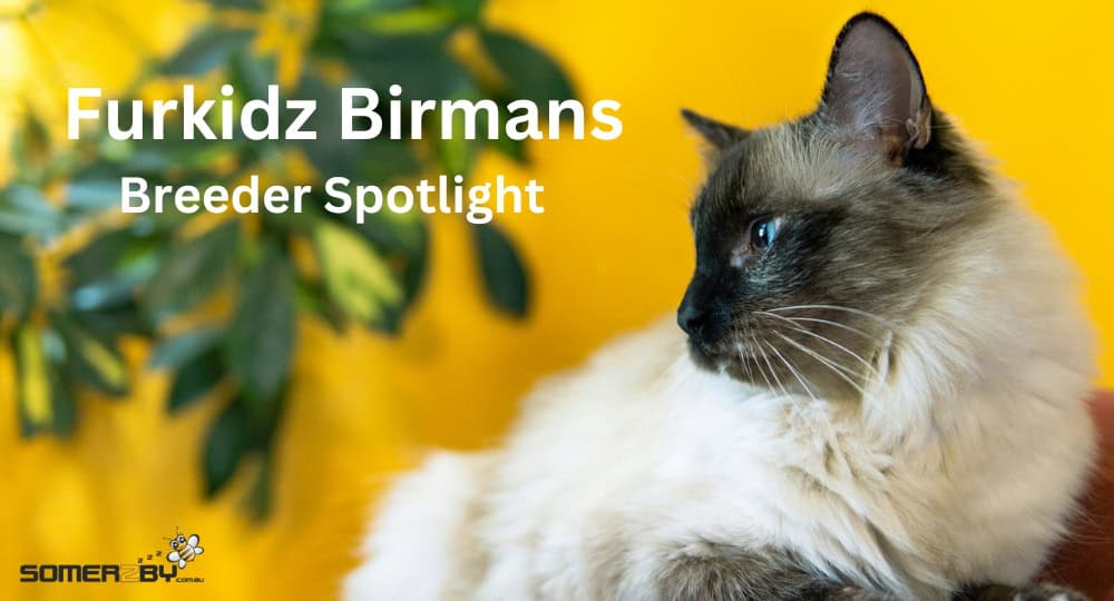 Furkidz Birmans Breeder Spotlight
