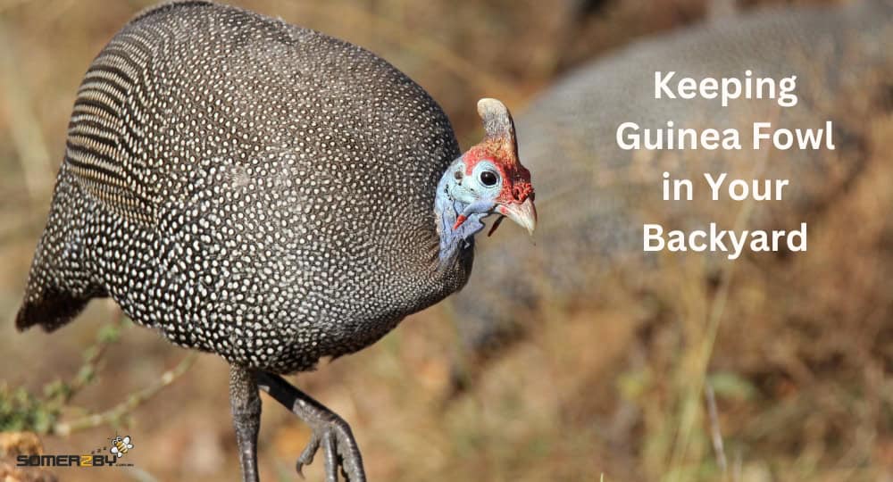 Keeping Guinea Fowl in Your Backyard