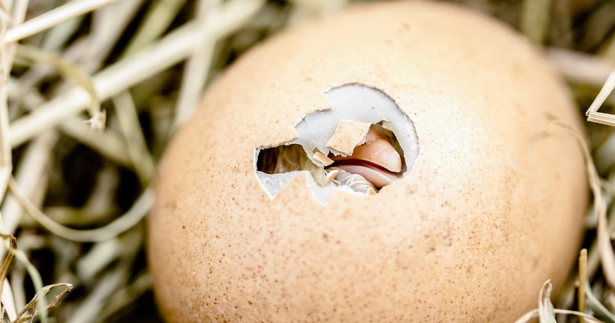 They Are Great Educational Value