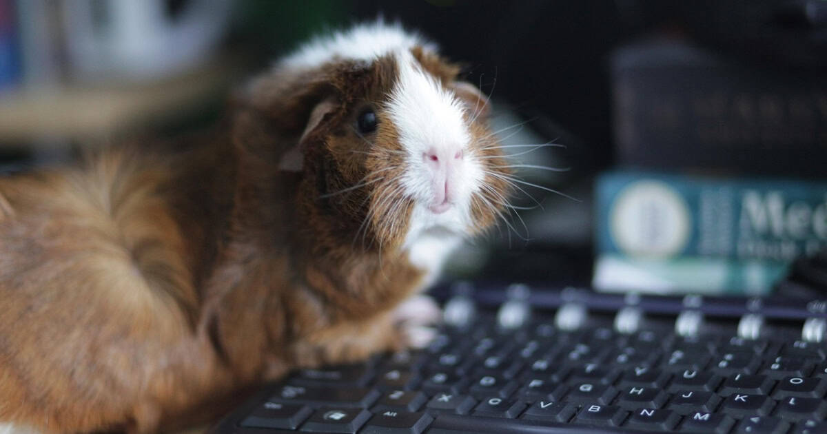 Abyssinian Guinea Pig on a keyboard