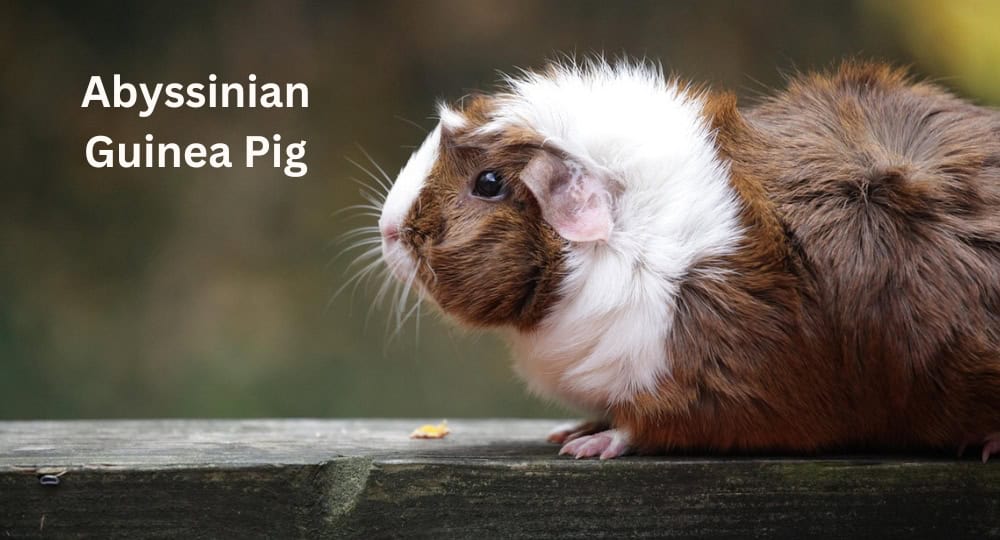 Abyssinian Guinea Pig