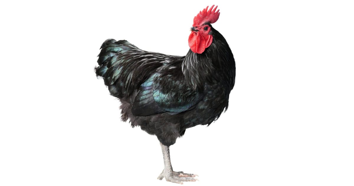Australorp Chicken