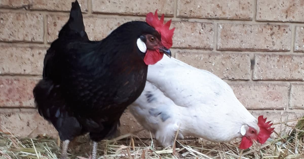Australorps in the Australian Climate
