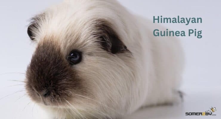 Himalayan Guinea Pig