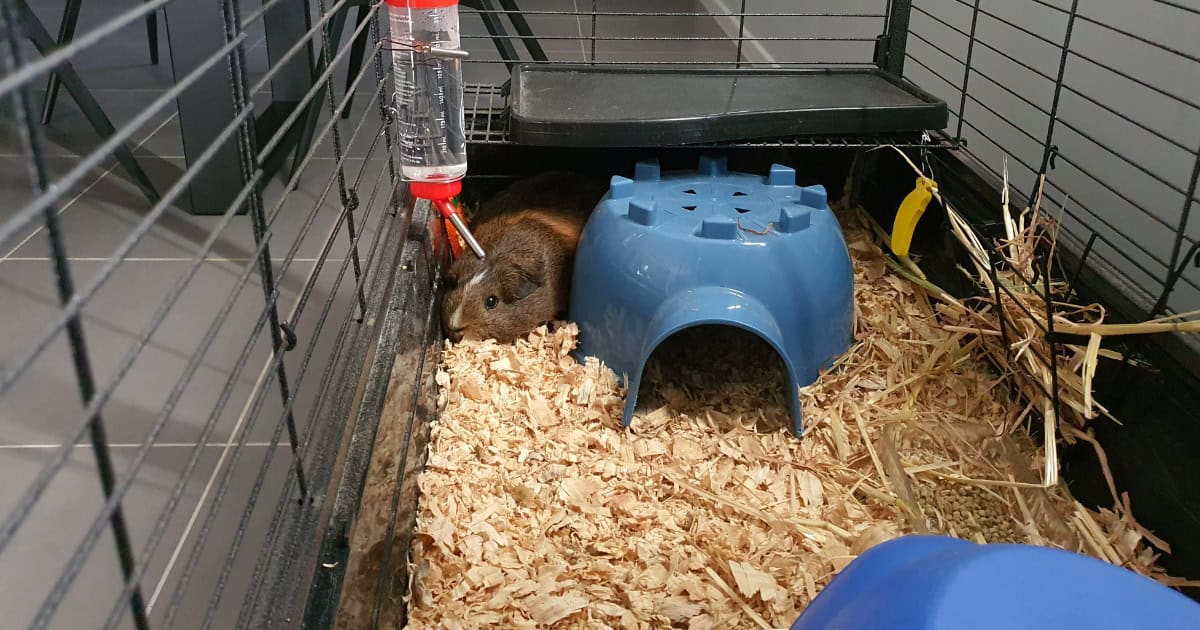 Indoor guinea pig cage setup