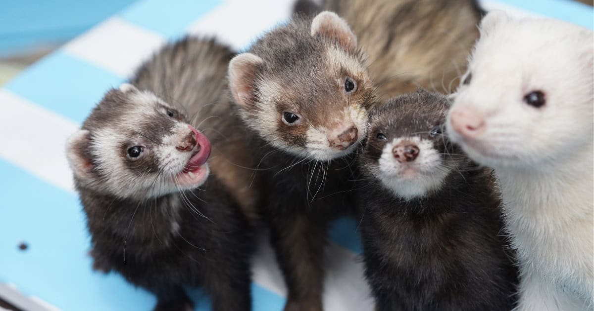 Group of pet ferrets