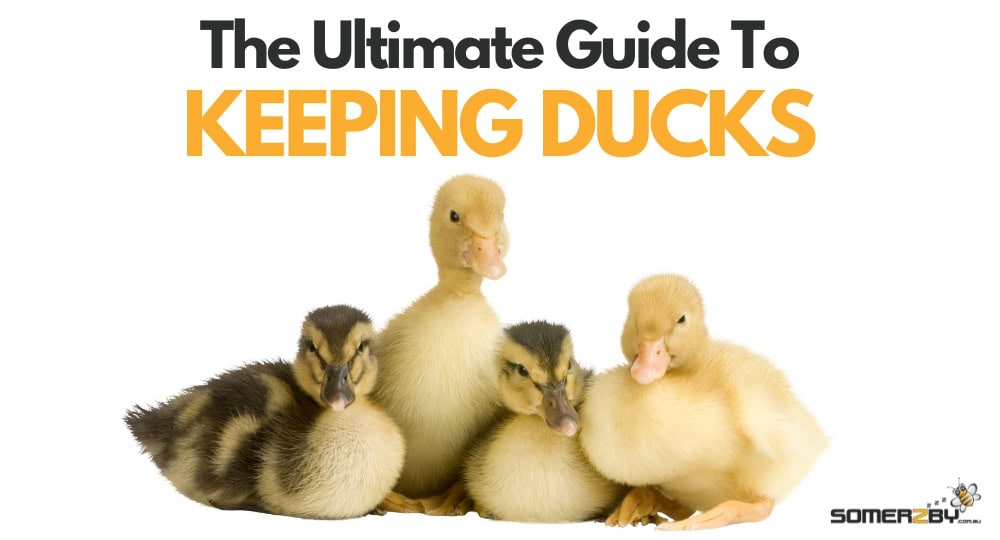 The Ultimate Guide to Keeping Ducks