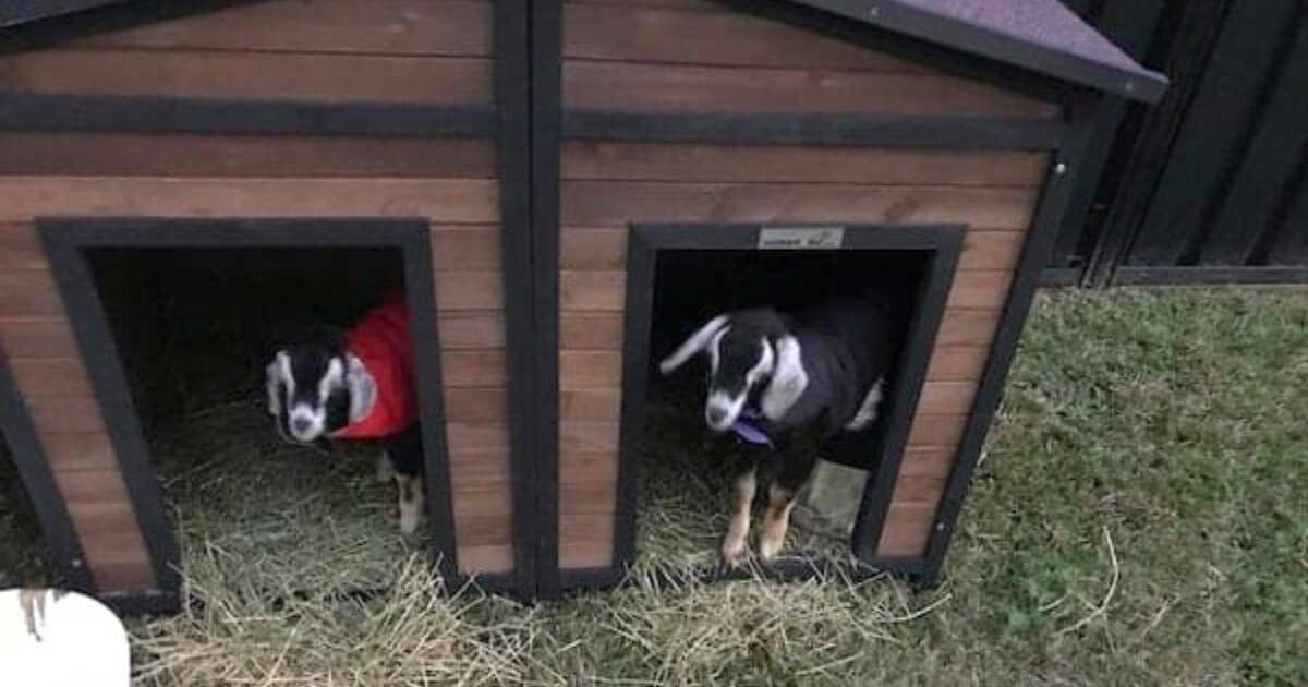 Dog kennels are a popular choice, as these small animals fit easily inside Dog kennels are a popular choice, as these small animals fit easily inside