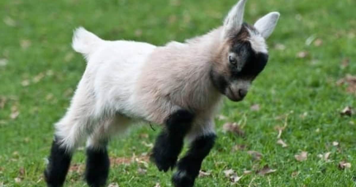 Keeping your Pygmy Goat in the garden Keeping your Pygmy Goat in the garden