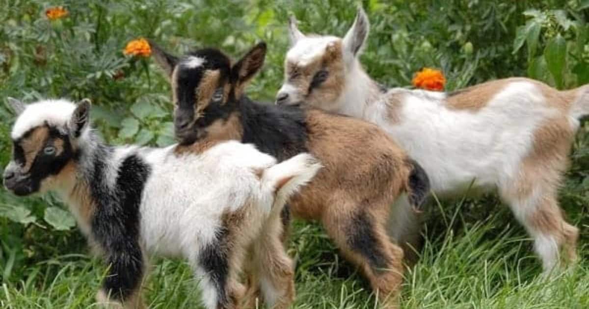 Miniature goat breeds include Pygmy Nigerian Dwarf and the Australian Miniature Goat Miniature goat breeds include Pygmy Nigerian Dwarf and the Australian Miniature Goat