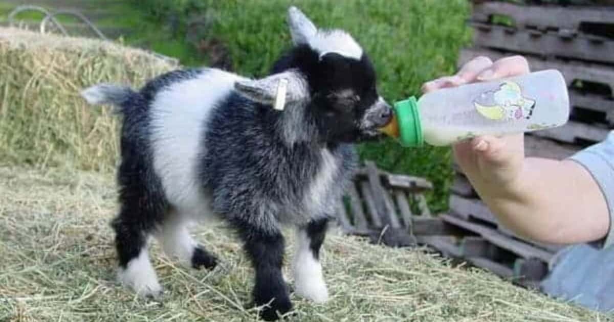 Miniature goats will eat grass weeds tree branches hay grain and pellets Miniature goats will eat grass weeds tree branches hay grain and pellets