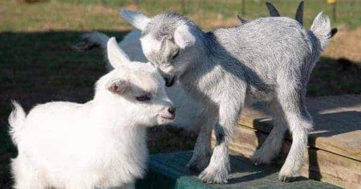 Newborn pygmy goats like to play and rest. Newborn pygmy goats like to play and rest