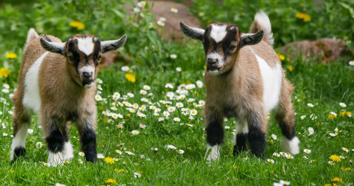 Pygmy goats make great pets for people of all ages Pygmy goats make great pets for people of all ages