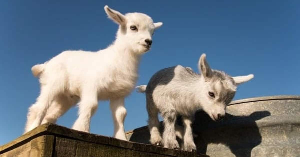 Newborn pygmy goats like to play and rest. find Pygmy goats as loving family pets