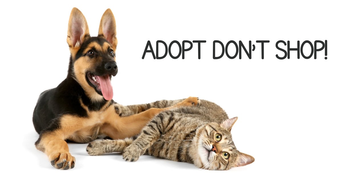looking for a new pet, adopt, don't shop