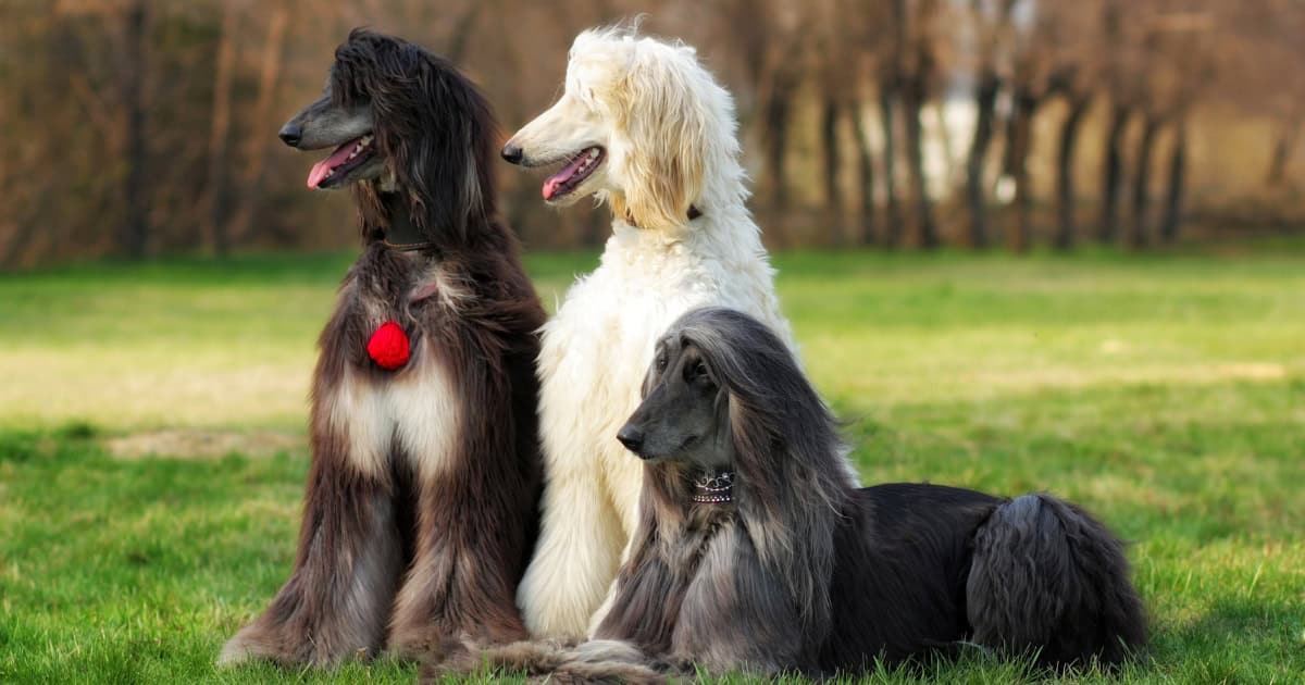 Afghan hound