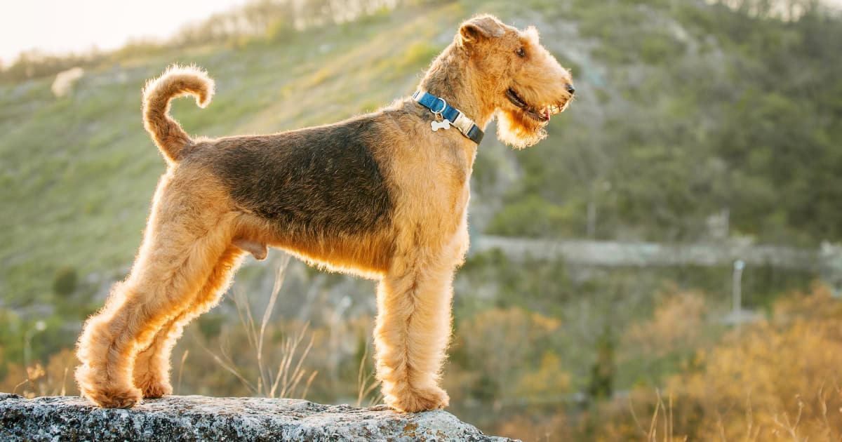 Airedale Terrier