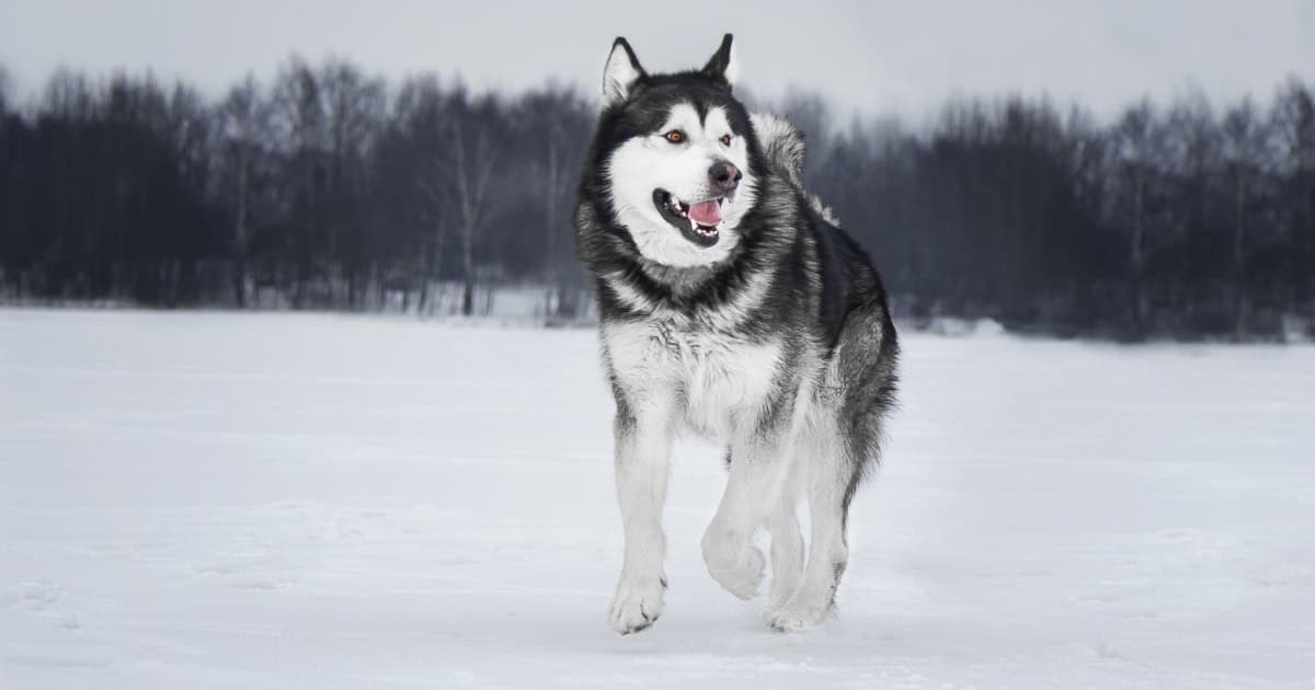 Alaskan Malamute