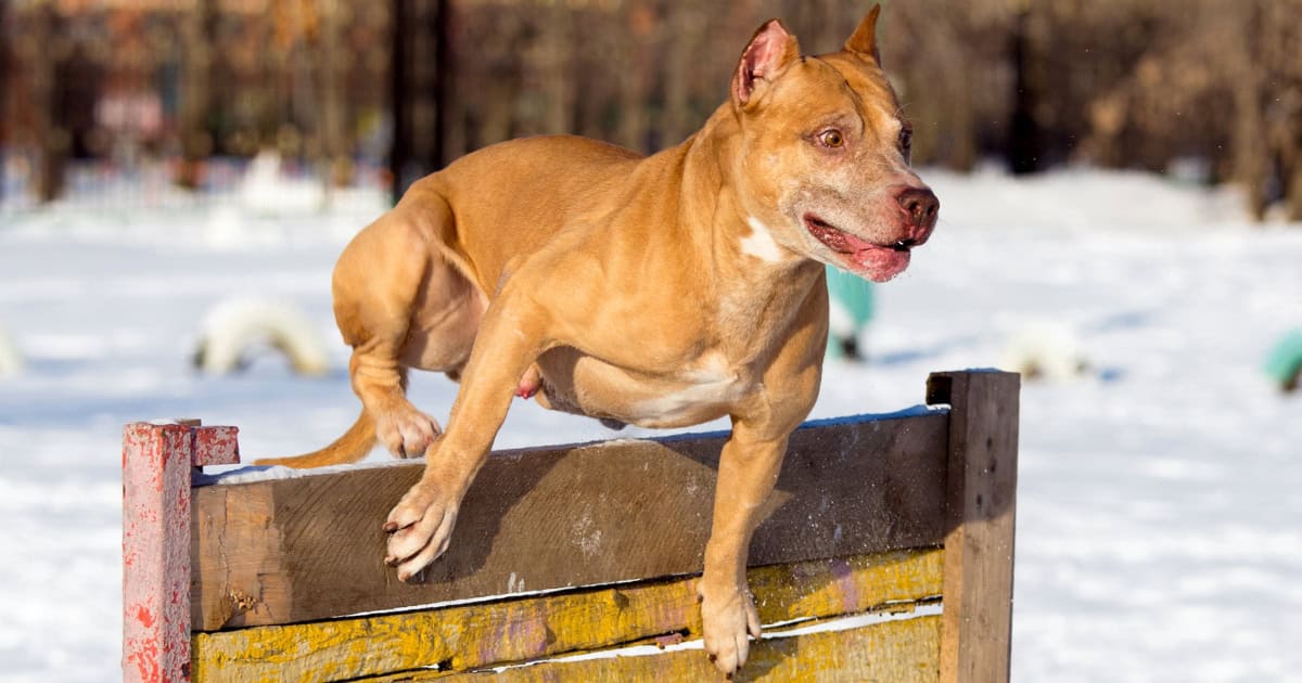 American Pit Bull Terrier